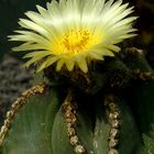 Exotic Beauty (110) : Bishop's Cap Cactus     