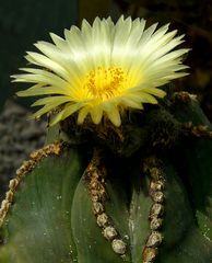 Exotic Beauty (110) : Bishop's Cap Cactus     