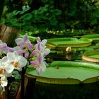 Exotic Beauty (111) : Philippine Moth Orchid & Giant Amazon Water Lily