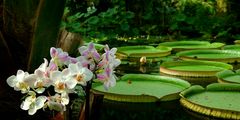 Exotic Beauty (111) : Philippine Moth Orchid & Giant Amazon Water Lily