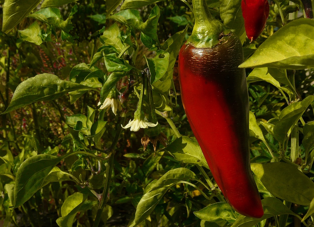 Exotic Beauty (14) : Paprika