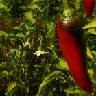 Exotic Beauty (14) : Paprika