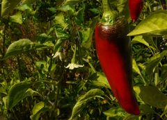 Exotic Beauty (14) : Paprika