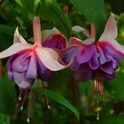 Exotic Beauty (15) : Fuchsia