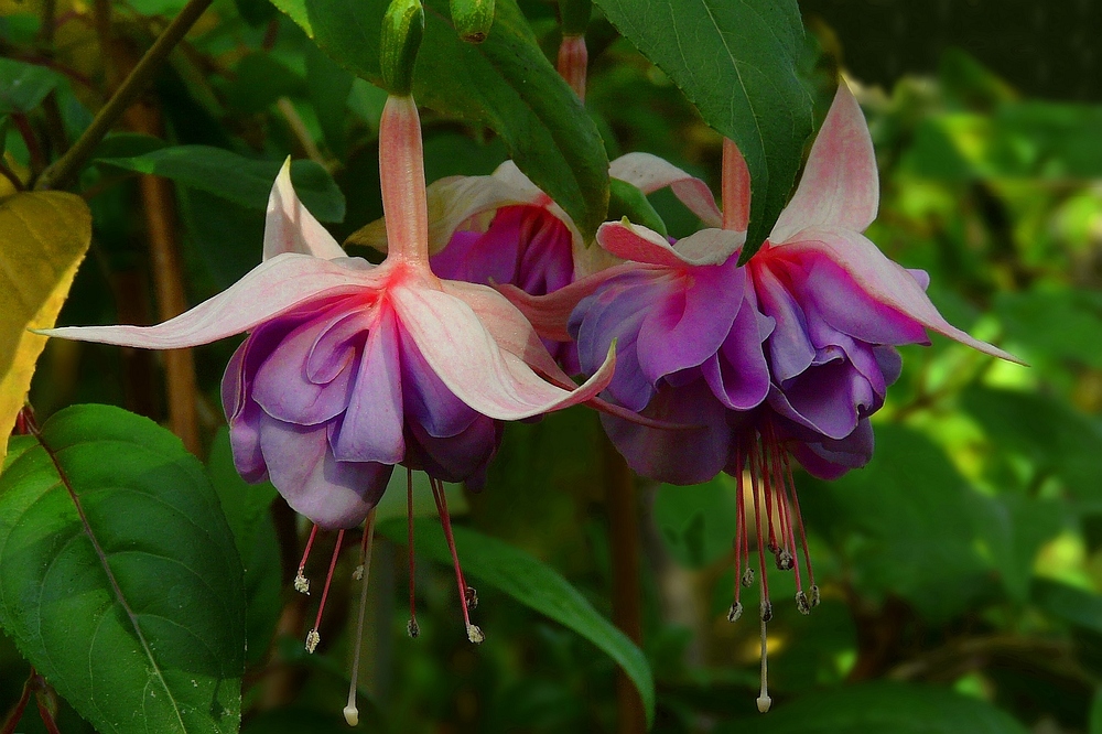 Exotic Beauty (15) : Fuchsia