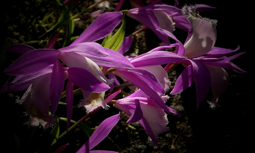 Exotic Beauty (16) : Taiwan Pleione