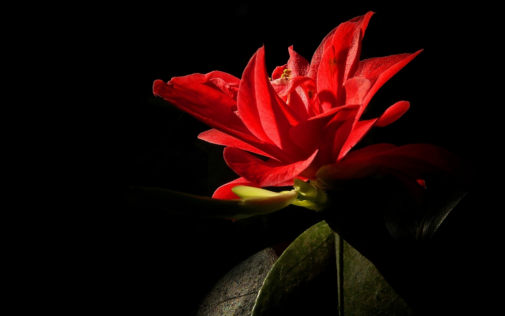 Exotic Beauty (17) : Japanese Red Camellia