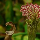 Exotic Beauty (18) : White pitcher plant