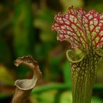 Exotic Beauty (18) : White pitcher plant