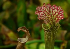 Exotic Beauty (18) : White pitcher plant