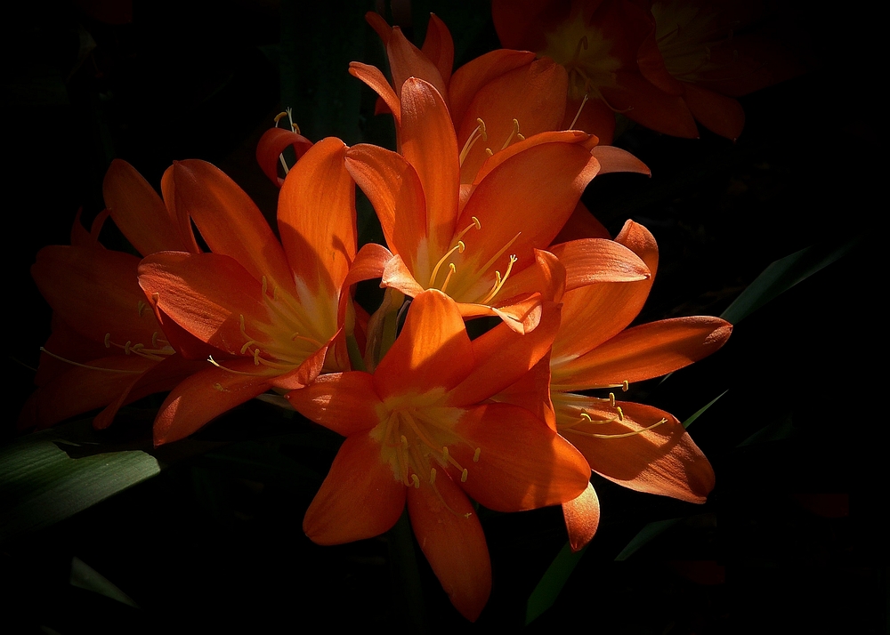 Exotic Beauty (19) : Kaffir lily