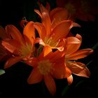 Exotic Beauty (19) : Kaffir lily