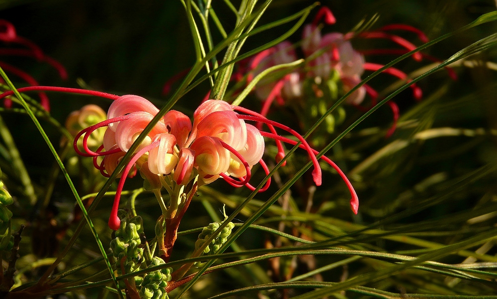 Exotic Beauty (2) : Silky Oak