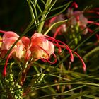 Exotic Beauty (2) : Silky Oak