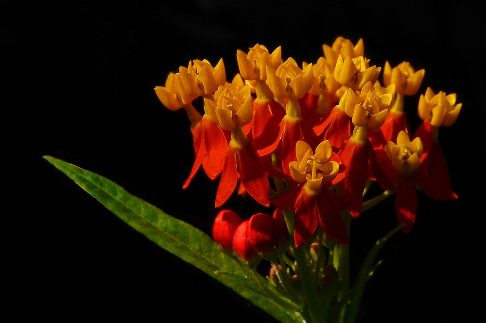 Exotic Beauty (21) : Mexican Butterfly Weed