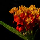 Exotic Beauty (21) : Mexican Butterfly Weed