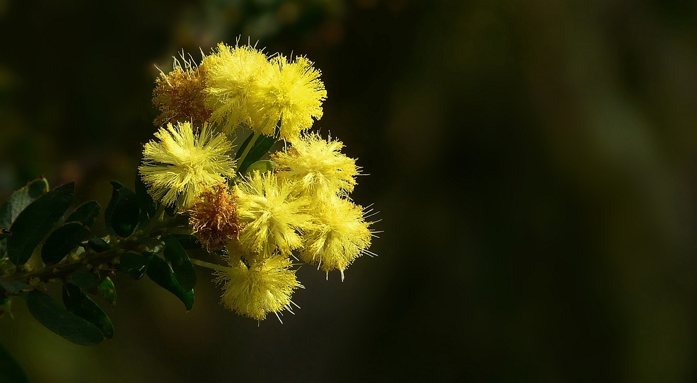 Exotic Beauty (23) : Kangaroo thorn