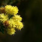 Exotic Beauty (23) : Kangaroo thorn