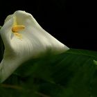 Exotic Beauty (24) : White Arum