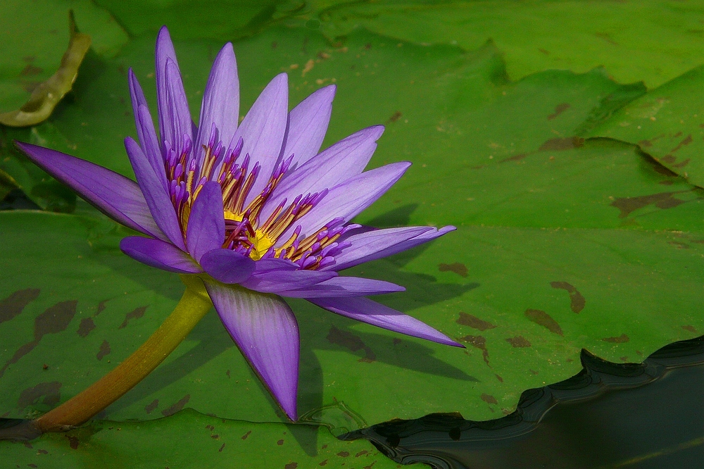 Exotic Beauty (29) : Egyptian water lily