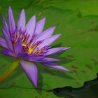 Exotic Beauty (29) : Egyptian water lily