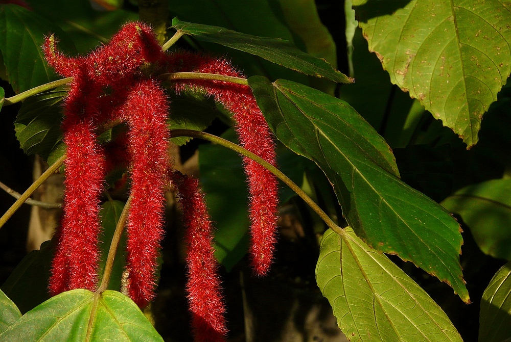 Exotic Beauty (3) : Chenille plant