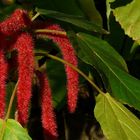 Exotic Beauty (3) : Chenille plant