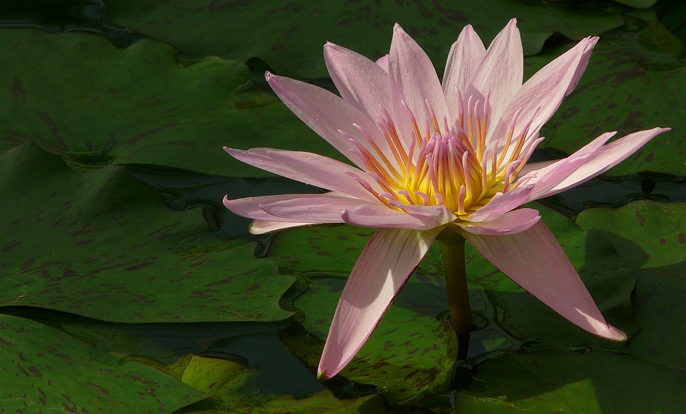 Exotic Beauty (30) : Cape water lily (var. pink)