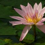 Exotic Beauty (30) : Cape water lily (var. pink)