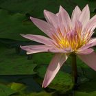 Exotic Beauty (30) : Cape water lily (var. pink)