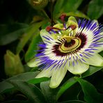 Exotic Beauty (31) : Blue Passion flower