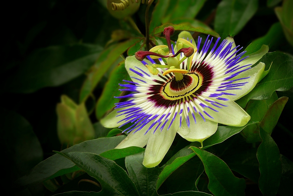 Exotic Beauty (31) : Blue Passion flower