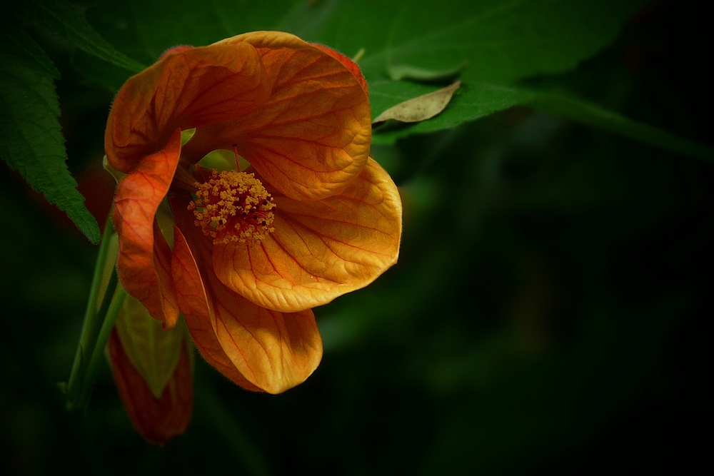 Exotic Beauty (32) : Chinese Lantern