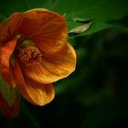 Exotic Beauty (32) : Chinese Lantern