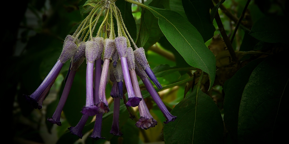 Exotic Beauty (33) : Iochroma calycinum