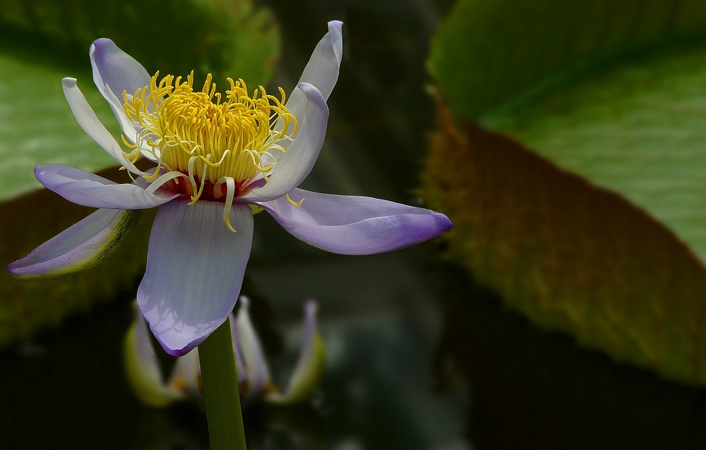 Exotic Beauty (35) : Australian water lily