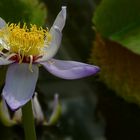 Exotic Beauty (35) : Australian water lily