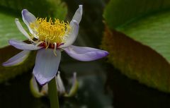 Exotic Beauty (35) : Australian water lily