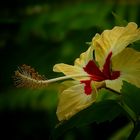 Exotic Beauty (36) : Yellow hibiscus