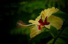 Exotic Beauty (36) : Yellow hibiscus