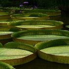 Exotic Beauty (37) : Giant Amazon water lily