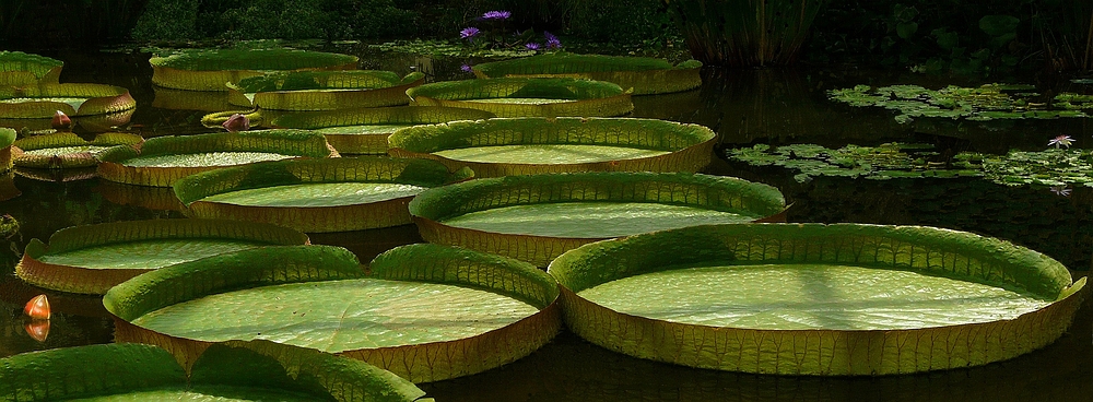 Exotic Beauty (37) : Giant Amazon water lily