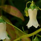 Exotic Beauty (39) : Azores Bellflower