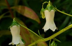 Exotic Beauty (39) : Azores Bellflower