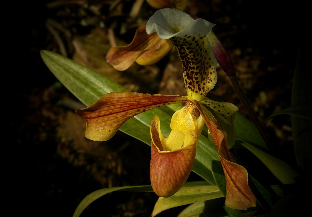 Exotic Beauty (4) : Slipper orchid