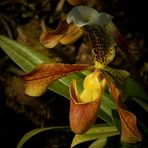 Exotic Beauty (4) : Slipper orchid