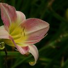 Exotic Beauty (40) : Daylily