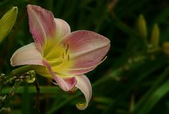 Exotic Beauty (40) : Daylily