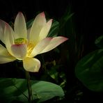 Exotic Beauty (41) : Indian Lotus