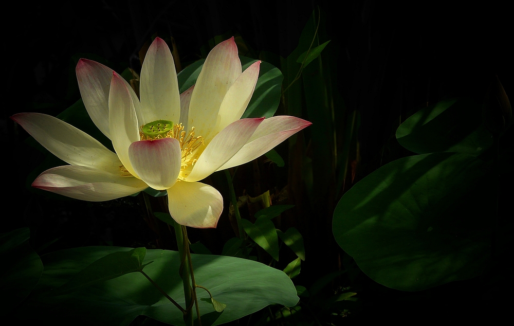 Exotic Beauty (41) : Indian Lotus